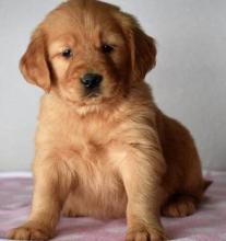 Puppies for sale golden retriever - Uzbekistan, Bukhara