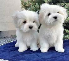 Puppies for sale maltese - Belgium, Brussels