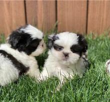 Puppies for sale shih tzu - Moldova, Chisinau