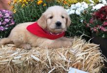 Puppies for sale golden retriever, golden retriever - United Kingdom, Birmingham