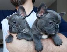 Puppies for sale french bulldog - Cyprus, Limassol