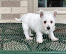 Puppies for sale west highland white terrier - Ireland, DONABTE