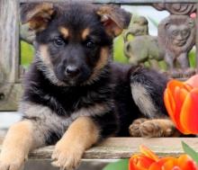 Puppies for sale german shepherd dog - Finland, Alajarvi