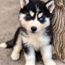 Puppies for sale , siberainhusky - Ireland, Cork