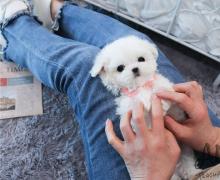 Puppies for sale maltese - Belarus, Maladzyechna