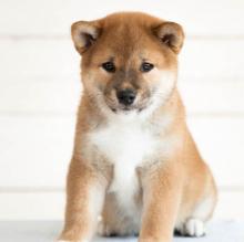 Puppies for sale , shibainu - Czech Republic, Luhacovice