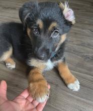 Puppies for sale german shepherd dog - Austria, Vienna