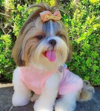 Puppies for sale shih tzu - Russia, Archangel