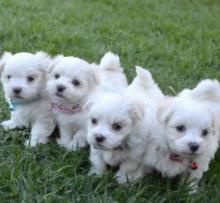 Puppies for sale maltese - Netherlands, Amsterdam