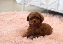 Puppies for sale poodle - Romania, Golden