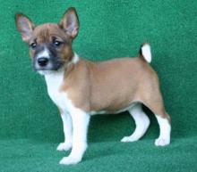 Puppies for sale basenji - United Kingdom, Birmingham