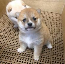 Puppies for sale , shibainu - Belgium, Brussels