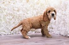 Puppies for sale cocker spaniel - Kyrgyzstan, Bishkek