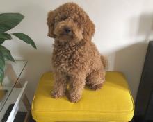 Puppies for sale , cockapoo puppies - Luxembourg, Luxembourg