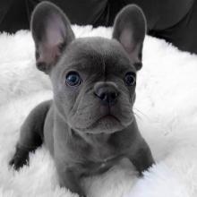 Puppies for sale french bulldog - Belarus, Mogilev