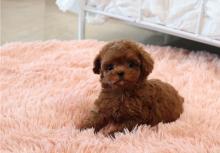 Puppies for sale poodle - Estonia, Tartu