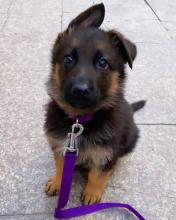 Puppies for sale german shepherd dog - Portugal, Lisbon