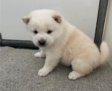 Puppies for sale , shiba inu puppies - Russia, St. Petersburg