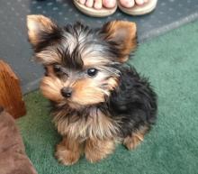 Puppies for sale yorkshire terrier - Netherlands, NEC