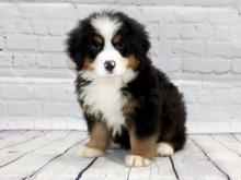 Puppies for sale , bernese mountain puppies  - Romania, Constanta