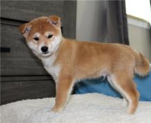 Puppies for sale , shiba inu - Netherlands, Harlem