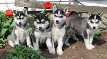 Puppies for sale , pomsky - Belarus, Maladzyechna