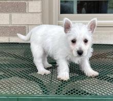 Puppies for sale west highland white terrier - Netherlands, DELFT