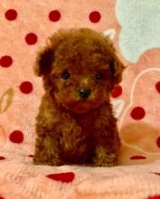 Puppies for sale , poodle puppies - Lithuania, Skuodas