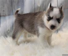 Puppies for sale , siberian husky - Slovakia, Dobrzhish