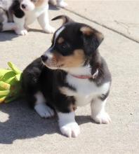 Puppies for sale , pembroke welsh corgi - Ireland, KILDARE