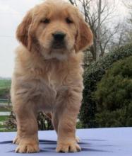 Puppies for sale golden retriever - Kyrgyzstan, Bishkek