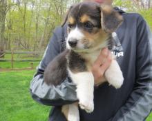 Puppies for sale , welsh corgi pembroke - Ireland, CELBRIDGE