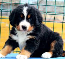 Puppies for sale bernese mountain dog - Ireland, cobh