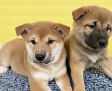 Puppies for sale , shiba inu - Netherlands, Geldrop