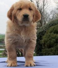 Puppies for sale golden retriever - Slovakia, Dunajska Streda