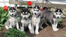 Puppies for sale , pomsky - Cyprus, Limassol