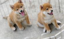 Puppies for sale , shiba inu - Ireland, Dublin