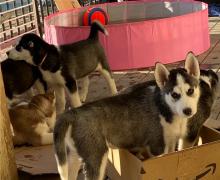 Puppies for sale , siberian husky - Canada, Ontario, Toronto