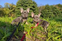 Puppies for sale french bulldog, frenchies - USA, Vermont, El Paso