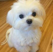 Puppies for sale maltese - Ireland, GALWAY