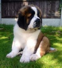 Puppies for sale other breed, saint bernard - Cyprus, Paphos