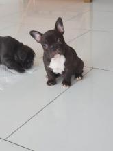 Puppies for sale french bulldog, frenchies - USA, Texas, San Antonio, Dallas