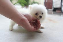 Puppies for sale pomeranian spitz - Germany, Dortmund