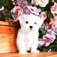 Puppies for sale maltese - Greece, Athens