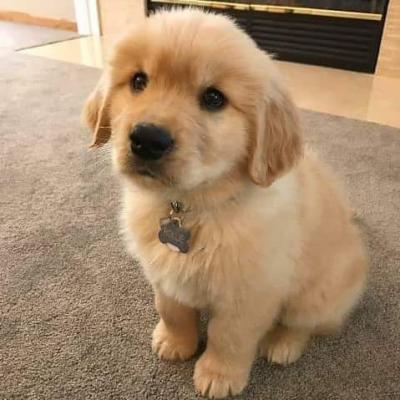 Продам щенка , golden retriever - США, Вермонт. Цена 400 долларов
