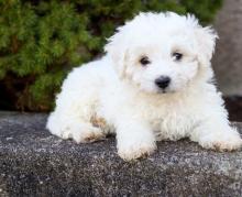 Puppies for sale , bichon frise - Latvia, Madonna