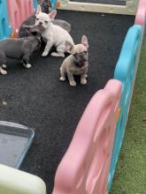 Puppies for sale french bulldog - USA, California, Los Angeles, El Paso