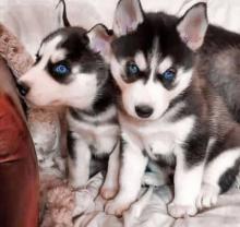 Puppies for sale , siberian husky - Ireland, Dublin