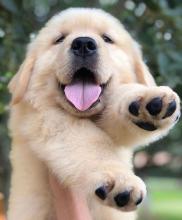 Puppies for sale golden retriever - Germany, Aihvald