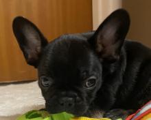 Puppies for sale french bulldog, frenchies - USA, Texas, Houston, Phoenix